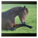 Search for equines tiles Equestrian