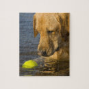 Search for tennis ball puzzles Dog