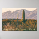 Search for saguaro posters Cactus