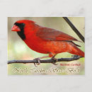 Search for cardinalis Red