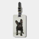 Search for black belt photography Puppy