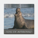 Search for seals magnets Animals