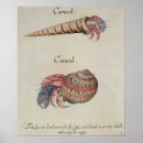 Search for hermit posters Shell