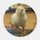 Search for chick round magnets Baby