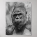 Search for lowlands posters Nature