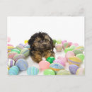 Search for multi poo Animal