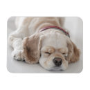 Search for cocker spaniels magnets Pets
