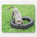 Search for blue terrier electronics Pet