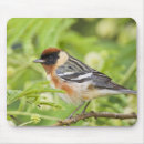 Search for migration mousepads Nature