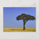 Search for masai mara postcards Kenya