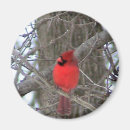 Search for male magnets Cardinal