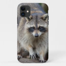 Search for racoon cases Curious
