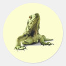 Search for iguanas stickers Animals