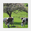 Search for normandy magnets Cow