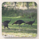 Search for turkeys coasters Nature
