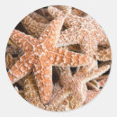 Search for dead sea stickers Starfish