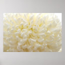 Search for white bloom art Plants
