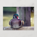 Search for wood ducks postcards Carolina duck
