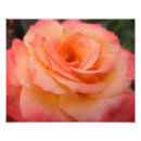 Search for dewdrops posters Rose