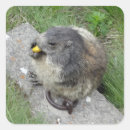 Search for marmot stickers Animals