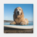 Search for paddling magnets Dog