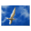 Search for soaring bird posters Sky