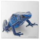 Search for frog tiles Amphibian