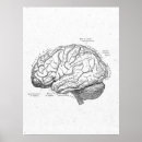 Search for brain anatomy posters Doctor
