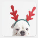 Search for white bulldog stickers Humour