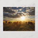 Search for cattle photography Sunset