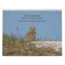 Search for owl photography Birds of prey