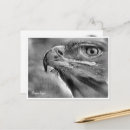 Search for black vulture postcards Black and white