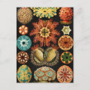 Search for marine postcards Ocean life