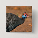 Search for fowls badges Bird