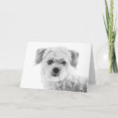 Search for maltese cards Puppy