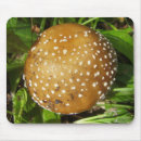 Search for fungus electronics Fungi
