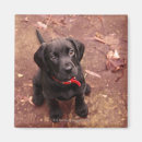 Search for black lab magnets Animal