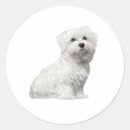 Search for maltese dogs stickers White dog
