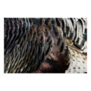 Search for wild turkeys posters Nature