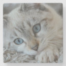 Search for point coasters Pets