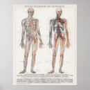 Search for skeleton anatomy posters Doctor