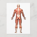 Search for anatomy postcards Muscle