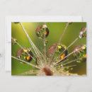 Search for droplets cards Flower