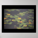 Search for waterlilies posters Photography
