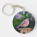 Search for bluebirds key rings Eastern bluebird