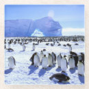 Search for antarctic barware Blue
