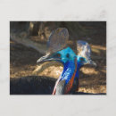 Search for flightless bird postcards Wildlife