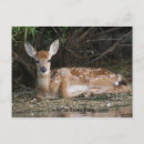 Search for fawn postcards White