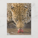 Search for kruger national park Nature