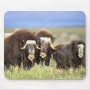 Search for refuges mousepads Environment